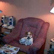 Dansk svensk gaardhund Emil