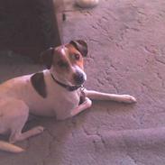 Dansk svensk gaardhund Emil