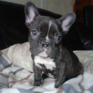 Fransk bulldog Fifi 