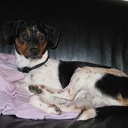 Dansk svensk gaardhund Ronaldo