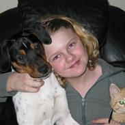 Dansk svensk gaardhund Ronaldo