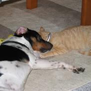 Dansk svensk gaardhund Ronaldo