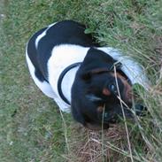 Dansk svensk gaardhund Ronaldo