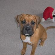 Boxer Tana <3 R.I.P <3