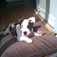 Amerikansk staffordshire terrier Sonja