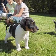 Dansk svensk gaardhund Ronaldo