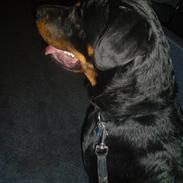 Rottweiler Sebo R.I.P