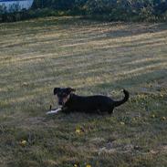 Jack russell terrier Rumle