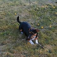 Jack russell terrier Rumle