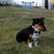 Jack russell terrier Rumle