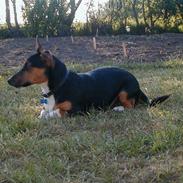 Jack russell terrier Rumle