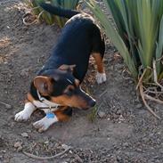 Jack russell terrier Rumle
