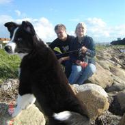 Border collie Collin