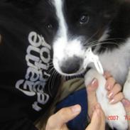 Border collie Collin