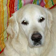 Golden retriever Golden Viva Kevin