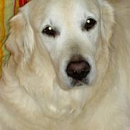 Golden retriever Golden Viva Kevin