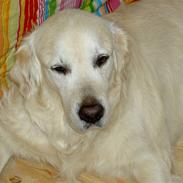 Golden retriever Golden Viva Kevin