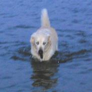 Golden retriever Golden Viva Kevin