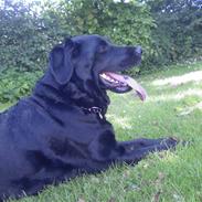 Labrador retriever Freja himmelhund