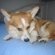 Welsh corgi pembroke Mickey