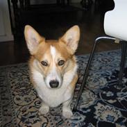 Welsh corgi pembroke Mickey