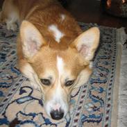 Welsh corgi pembroke Mickey