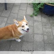 Welsh corgi pembroke Mickey