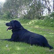 Labrador retriever Freja himmelhund