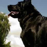 Labrador retriever Freja himmelhund