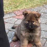 Schæferhund Bayogi´s Master