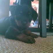 Rottweiler Sebo R.I.P