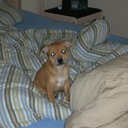 Staffordshire bull terrier Aya