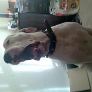 Dogo argentino Artos