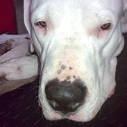 Dogo argentino Artos