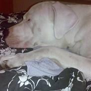 Dogo argentino Artos