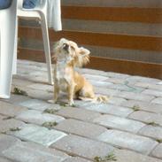 Chihuahua Laban Lykkely