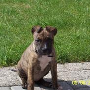 Amerikansk staffordshire terrier Tessa