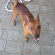 Dvaergpinscher Oliver