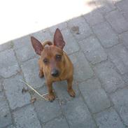 Dvaergpinscher Oliver