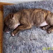 Amerikansk staffordshire terrier Tessa