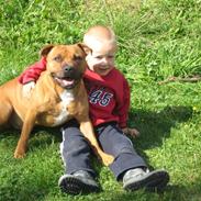 Staffordshire bull terrier Bizkit