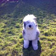 Old english sheepdog Thomsen