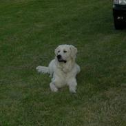 Golden retriever charlie