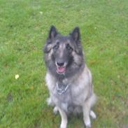 Belgisk hyrdehund Lady