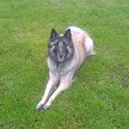 Belgisk hyrdehund Lady