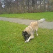 Belgisk hyrdehund Lady