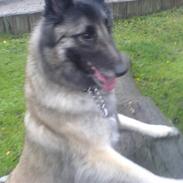 Belgisk hyrdehund Lady