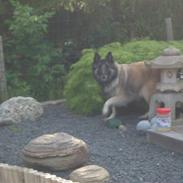 Belgisk hyrdehund Lady