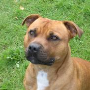 Staffordshire bull terrier Bizkit