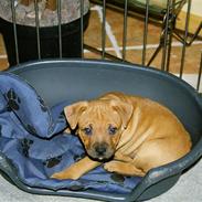 Staffordshire bull terrier Bizkit